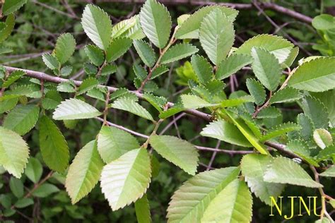 榆樹葉|榆树（榆科榆属植物）